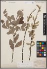 Foto von Salix cinerea L.